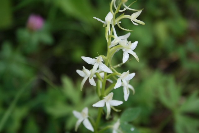 orchidee della Carinzia (Platanthera bifolia)